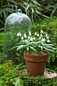 CHELSEA PHYSIC GARDEN, LONDON: GLASS CLOCHE AND TERRACOTTA CONTAINER WITH SNOWDROPS - GALANTHUS PLICATUS CELADON -  IN THE FERN HOUSE. SNOWDROP, WHITE, FLOWER, BULB, WINTER