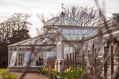 CHISWICK_HOUSE_CAMELLIA_SHOW__COLLECTION_CHISWICK_HOUSE_AND_GARDENS_LONDON_FRONT_OF_THE_CONSERVATORY