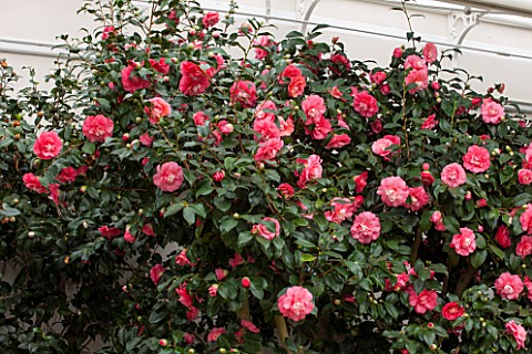 CHISWICK_HOUSE_CAMELLIA_SHOW__COLLECTION_CHISWICK_HOUSE_AND_GARDENS_LONDON_CAMELLIA_JAPONICA_ELEGANS