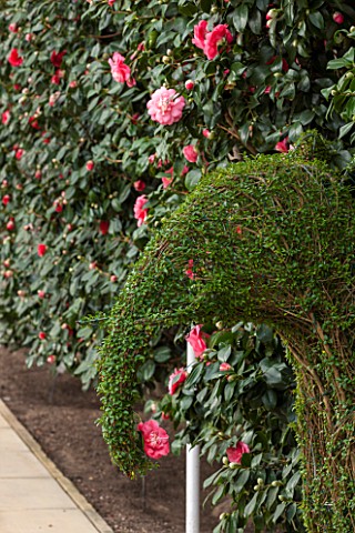 CHISWICK_HOUSE_CAMELLIA_SHOW__COLLECTION_CHISWICK_HOUSE_AND_GARDENS_LONDON_RED__PINK_FLOWER_OF_CAMEL