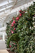 CHISWICK HOUSE CAMELLIA SHOW / COLLECTION, CHISWICK HOUSE AND GARDENS, LONDON: RED / PINK FLOWER OF CAMELLIA JAPONICA ELEGANS WITH TOPIARY ELEPHANT. SINGLE, SHRUB