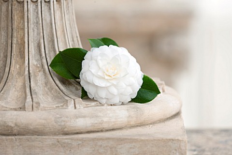 CHISWICK_HOUSE_CAMELLIA_SHOW__COLLECTION_CHISWICK_HOUSE_AND_GARDENS_LONDON_CLOSE_UP_PLANT_PORTRAIT_O
