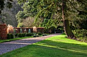 RODE HALL AND GARDENS, CHESHIRE: LAWN WITH BEECH HEDGE AND CLIPPED BOX BALLS. GRAVEL PATH, MORNING LIGHT. COUNTRY GARDEN, NESFIELD TERRACE