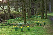 RODE HALL AND GARDENS, CHESHIRE: THE PARKLAND WITH TREES AND DAFFODILS - NARCISSUS. BULBS, COUNTRY GARDEN, FEBRUARY