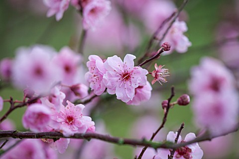 RODE_HALL_AND_GARDENS_CHESHIRE_CLOSE_UP_PLANT_PORTRAIT_OF_PINK_FLOWERS_OF_CHERRY_IN_BLOSSOM__PRUNUS_