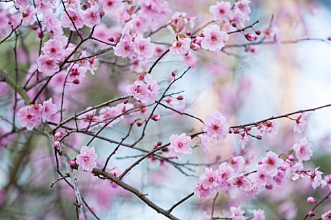 RODE_HALL_AND_GARDENS_CHESHIRE_CLOSE_UP_PLANT_PORTRAIT_OF_PINK_FLOWER_OF_CHERRY_IN_BLOSSOM__PRUNUS_B