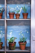 RODE HALL AND GARDENS, CHESHIRE: SNOWDROP THEATRE MADE OUT OF WARDROBE PAINTED PURPLE / BLUE WITH SNOWDROPS AND FERNS IN TERRACOTTA POTS. BULB, BULBS, WINTER, CLASSIC, GALANTHUS