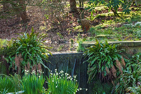 RODE_HALL_AND_GARDENS_CHESHIRE_THE_WOODLAND_WITH_LEUCOJUM_AESTIVUM_AND_STEW_POND_IN_WOODLAND_WITH_WI