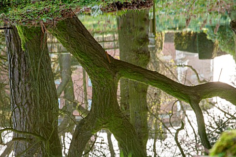 RODE_HALL_AND_GARDENS_CHESHIRE_STEW_POND_IN_WOODLAND_WITH_REFLECTION_OF_TREE_IN_WATER_COUNTRY_GARDEN