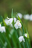 RODE HALL AND GARDENS, CHESHIRE: CLOSE UP PLANT PORTRAIT OF WHITE FLOWERS OF LEUCOJUM AESTIVUM. GIANT SNOWDROP, LODDON LILY, SUMMER SNOWFLAKE. BULB, FEBRUARY, WINTER