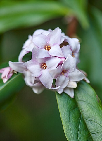 RODE_HALL_AND_GARDENS_CHESHIRE_CLOSE_UP_PLANT_PORTRAIT_OF_PINK_FLOWERS_OF_DAPHNE_BHOLUA_SCENT_SCENTE