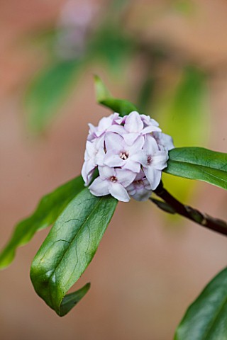 RODE_HALL_AND_GARDENS_CHESHIRE_CLOSE_UP_PLANT_PORTRAIT_OF_PINK_FLOWERS_OF_DAPHNE_BHOLUA_SCENT_SCENTE