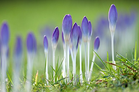 RODE_HALL_AND_GARDENS_CHESHIRE_CLOSE_UP_PLANT_PORTRAIT_OF_THE_BLUE_FLOWERS_OF_CROCUS_TOMASINIANUS__B