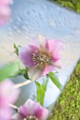 RODE HALL AND GARDENS, CHESHIRE: HELLEBORE FACE REFLECTED IN A SQURE MIRROR ON THE GROUND