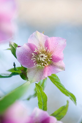 RODE_HALL_AND_GARDENS_CHESHIRE_HELLEBORE_FACE_REFLECTED_IN_A_SQURE_MIRROR_ON_THE_GROUND