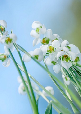 RODE_HALL_AND_GARDENS_CHESHIRE_SNOWDROPS__GALANTHUS__REFLECTED_INTO_A_SMALL_MIRROR_ON_THE_GROUND