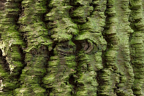 RODE_HALL_AND_GARDENS_CHESHIRE_BARK_OF