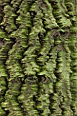RODE HALL AND GARDENS, CHESHIRE: BARK OF