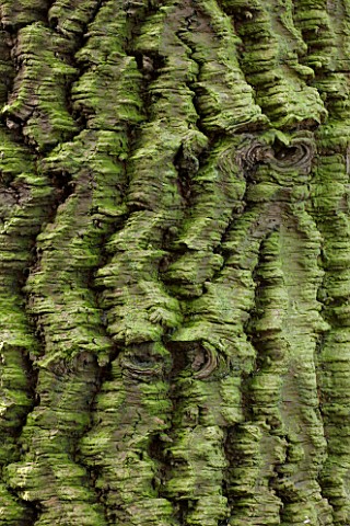 RODE_HALL_AND_GARDENS_CHESHIRE_BARK_OF