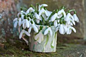RODE HALL AND GARDENS, CHESHIRE: SNOWDROPS IN A SNOWDROP VASE. STILL LIFE, GALANTHUS, BULBS, CONTAINER, POT, JUG