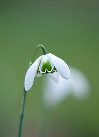 RODE_HALL_AND_GARDENS_CHESHIRE_CLOSE_UP_PLANT_PORTRAIT_OF_WHITE_FLOWER_OF_SNOWDROP__GALANTHUS_LAVINI