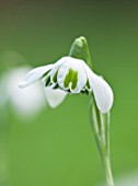 RODE HALL AND GARDENS, CHESHIRE: CLOSE UP PLANT PORTRAIT OF WHITE FLOWER OF SNOWDROP - GALANTHUS JACQUENETTA. BULB, FEBRUARY, GREEN AND WHITE