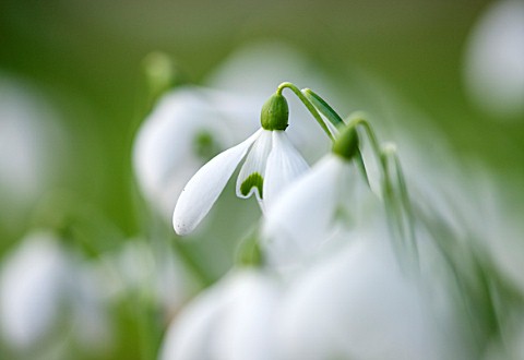 RODE_HALL_AND_GARDENS_CHESHIRE_CLOSE_UP_PLANT_PORTRAIT_OF_WHITE_FLOWER_OF_SNOWDROP__GALANTHUS_S_ARNO