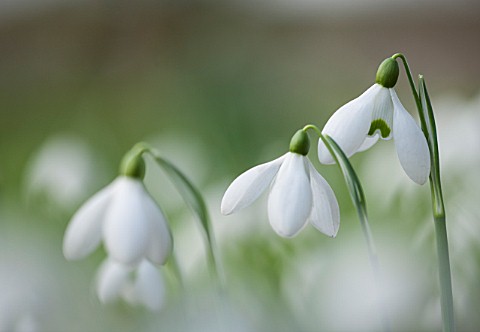 RODE_HALL_AND_GARDENS_CHESHIRE_CLOSE_UP_PLANT_PORTRAIT_OF_WHITE_FLOWER_OF_SNOWDROP__GALANTHUS_S_ARNO