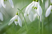 RODE HALL AND GARDENS, CHESHIRE: CLOSE UP PLANT PORTRAIT OF WHITE FLOWER OF SNOWDROP - GALANTHUS NIVALIS. BULB, FEBRUARY, GREEN AND WHITE