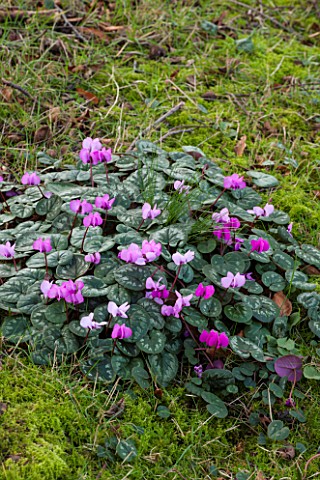 RODE_HALL_AND_GARDENS_CHESHIRE_CYCLAMEN_ON_LAWN_FEBRUARY_WINTER_PINK_FLOWERS