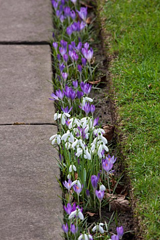 RODE_HALL_AND_GARDENS_CHESHIRE_CROCUS_TOMASINIANUS_AND_SNOWDROPS_GROWING_BESIDE_A_STONE_PATH