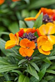 RHS GARDEN, WISLEY, SURREY: CLOSE UP PLANT PORTRAIT OF ORANGE FLOWERS OF ERYSIMUM RYSI COPPER. WALLFLOWER, FLOWER, PLANT, BIENNIAL, EARLY SPRING
