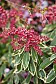 RHS GARDEN, WISLEY, SURREY: CLOSE UP PLANT PORTRAIT OF RED FLOWERS OF PIERIS JAPONICA RALTO. PINK, SHRUB, EVERGREEN, FLOWERING, FEBRUARY, MARCH, SPRING