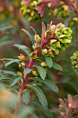 RHS GARDEN, WISLEY, SURREY: CLOSE UP PLANT PORTRAIT OF FLOWERS OF EUPHORBIA X MARTINII . SPURGE, MILKWEED, MARCH, SPRING, FOLIAGE, FLOWER, RED, GREEN, PERENNIAL