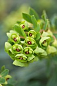 RHS GARDEN, WISLEY, SURREY: CLOSE UP PLANT PORTRAIT OF FLOWERS OF EUPHORBIA DESPINA . SPURGE, MILKWEED, MARCH, SPRING, FOLIAGE, FLOWER, RED, GREEN, PERENNIAL