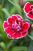 RHS GARDEN, WISLEY, SURREY: CLOSE UP PLANT PORTRAIT OF RED FLOWERS OF DIANTHUS DARK RED TRICOLOR. PINK