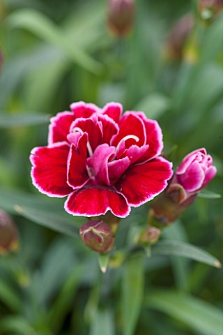 RHS_GARDEN_WISLEY_SURREY_CLOSE_UP_PLANT_PORTRAIT_OF_RED_FLOWERS_OF_DIANTHUS_DARK_RED_TRICOLOR_PINK