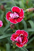 RHS GARDEN, WISLEY, SURREY: CLOSE UP PLANT PORTRAIT OF RED FLOWERS OF DIANTHUS DARK RED TRICOLOR. PINK