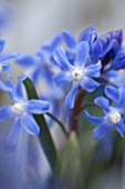 RHS GARDEN, WISLEY, SURREY: CLOSE UP PLANT PORTRAIT OF THE BLUE AND PURPLE FLOWERS OF CHIONODOXA SARDENSIS. SPRING, FLOWER, BULB