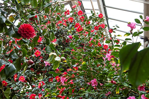CHATSWORTH_HOUSE_DERBYSHIRE_CAMELLIAS_IN_THE_GREENHOUSE_BUILT_FOR_FIRST_DUKE_OF_DEVONSHIRE__GLASS_HO