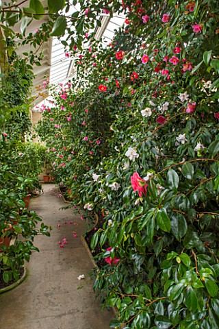 CHATSWORTH_HOUSE_DERBYSHIRE_CAMELLIAS_IN_THE_GREENHOUSE_BUILT_FOR_FIRST_DUKE_OF_DEVONSHIRE__IT_HOUSE