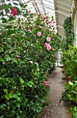 CHATSWORTH HOUSE, DERBYSHIRE: CAMELLIAS IN THE GREENHOUSE BUILT FOR FIRST DUKE OF DEVONSHIRE - IT HOUSES PART OF THE CAMELLIA COLLECTION. GLASS HOUSE, GLASSHOUSE, BUILDING,