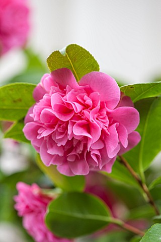 CHATSWORTH_HOUSE_DERBYSHIRE_CLOSE_UP_OF_THE_PINK_FLOWER_OF_CAMELLIA__X_WILLIAMSII_DEBBIE_DOUBLE_PLAN