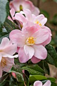 CHATSWORTH HOUSE, DERBYSHIRE: CLOSE UP OF THE PINK FLOWER OF CAMELLIA JAPONICA BERENICE BODDY. PLANT PORTRAIT, SHRUB, MARCH