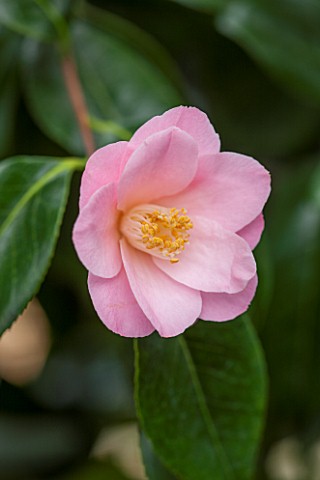 CHATSWORTH_HOUSE_DERBYSHIRE_CLOSE_UP_OF_THE_PINK_FLOWER_OF_CAMELLIA_JAPONICA_BERENICE_BODDY_PLANT_PO