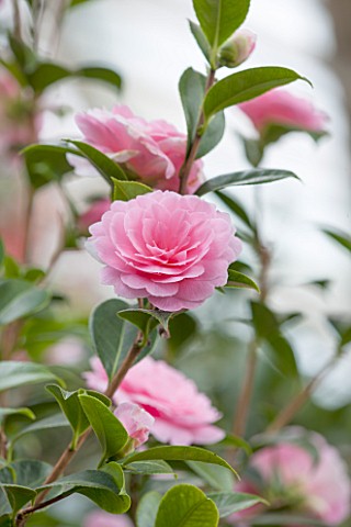 CHATSWORTH_HOUSE_DERBYSHIRE_PINK_FLOWERS_OF_CAMELLIA_X_WILLIAMSII_E_G_WATERHOUSE_IN_THE_GREENHOUSE_B