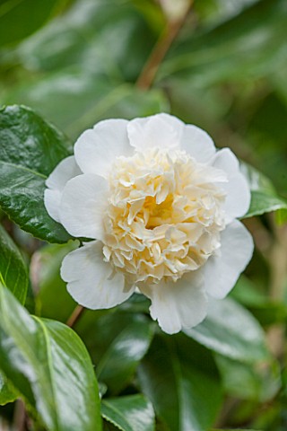 CHATSWORTH_HOUSE_DERBYSHIRE_WHITE_FLOWERS_OF_CAMELLIA_X_WILLIAMSII_HYBRID_JURYS_YELLOW_IN_THE_GREENH