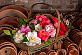 CHATSWORTH HOUSE, DERBYSHIRE: TRUG FILLED WITH CAMELLIAS IN THE POTTING SHED. STILL LIFE