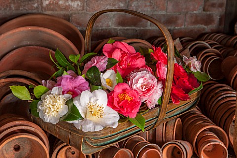 CHATSWORTH_HOUSE_DERBYSHIRE_TRUG_FILLED_WITH_CAMELLIAS_IN_THE_POTTING_SHED_STILL_LIFE