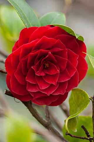 CHATSWORTH_HOUSE_DERBYSHIRE_CLOSE_UP_PLANT_PORTRAIT_OF_RED_FLOWER_OF_CAMELLIA_RETICULATA__X_WILLIAMS